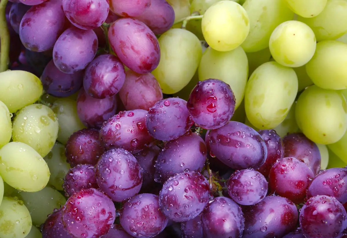 Are Grapes Supposed to Be Refrigerated?