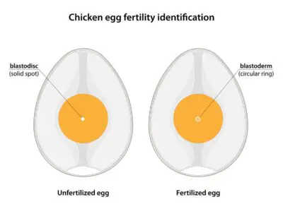 Can Fertile Eggs Be Refrigerated? Find out the Answer Here
