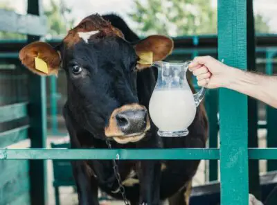 Can Warmed Cow Milk Be Refrigerated Again?