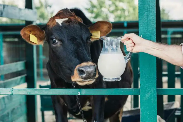 Can Warmed Cow Milk Be Refrigerated Again?