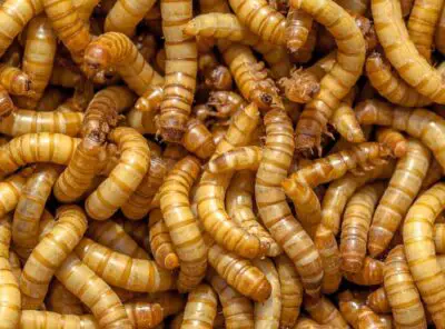 Can Superworms Be Refrigerated?