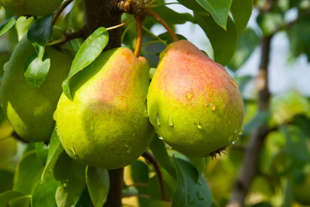 How Can I Prevent Cut Pears From Turning Brown
