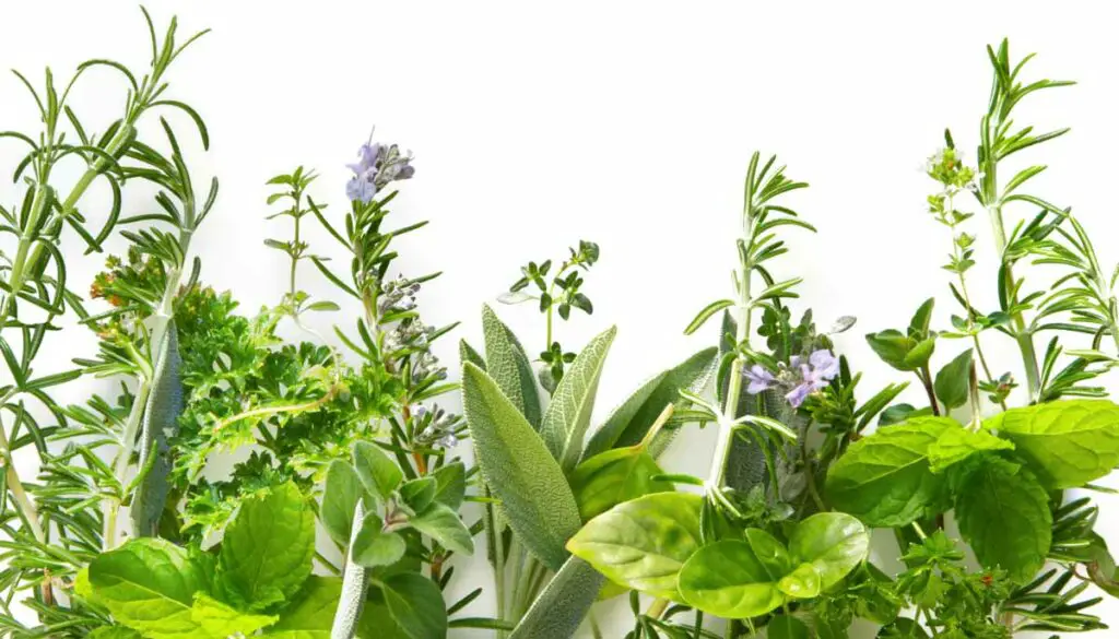 How to Keep Your Herbs Fresh in the Fridge for Weeks