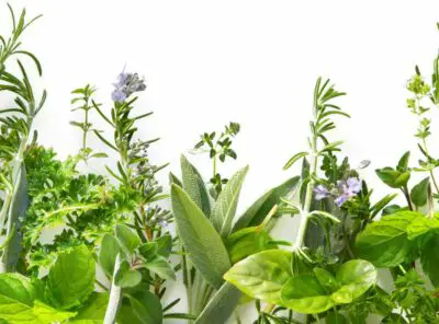 How To Keep Herbs Fresh in the Fridge - The Ultimate Guide to Keeping Your Herbs Fresh in the Fridge