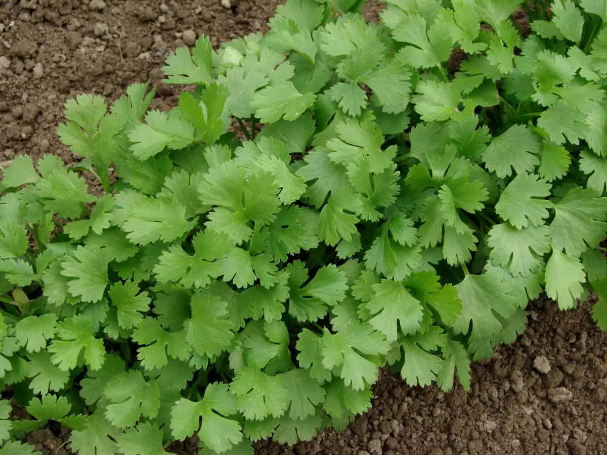 A bunch of fresh green cilantro leaves