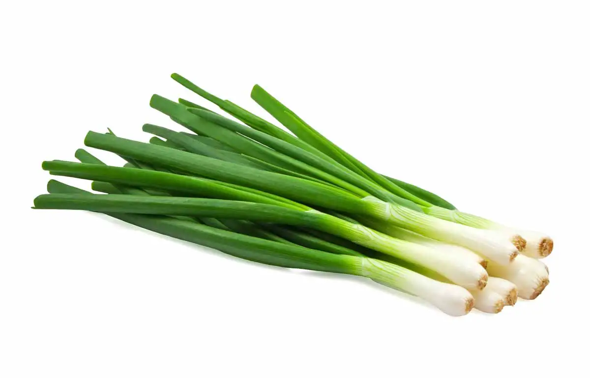 storing green onions in the refrigerator
