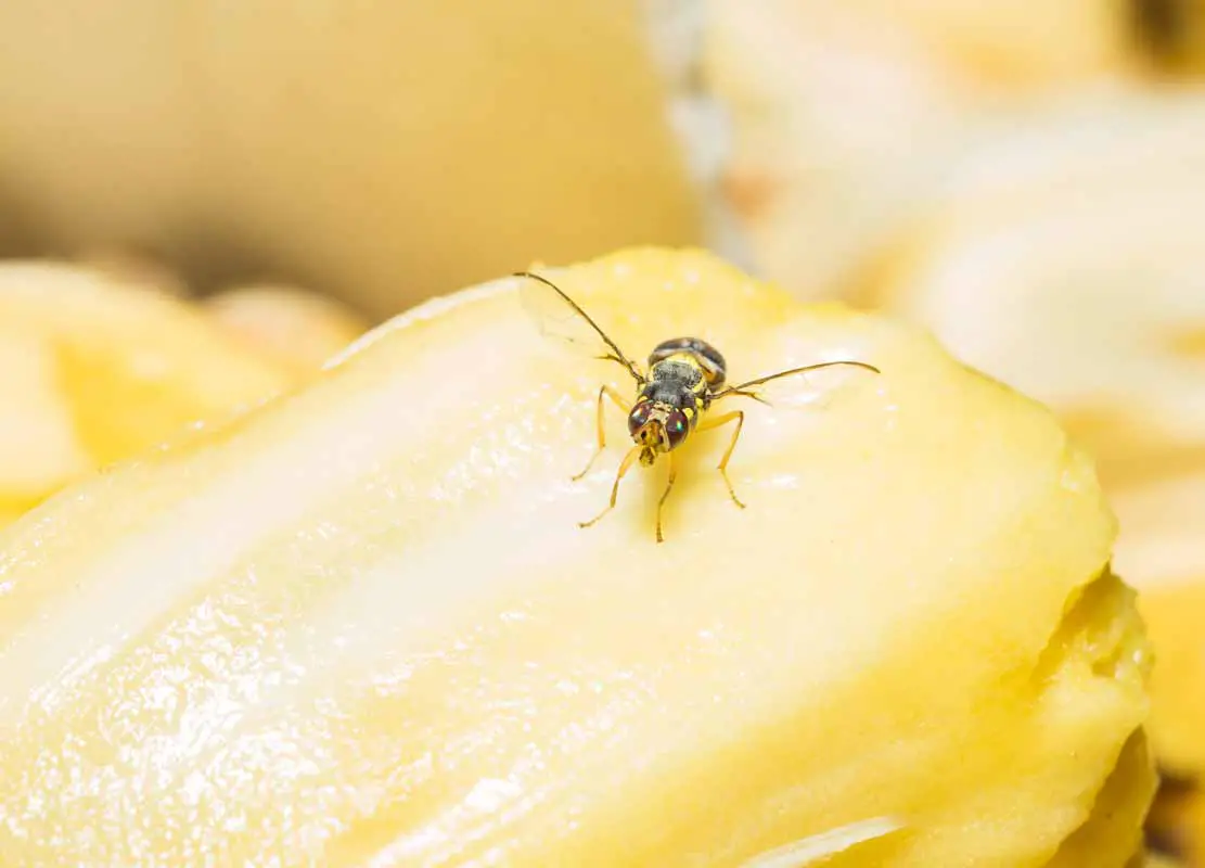 How to Get Rid of Gnats in Refrigerator