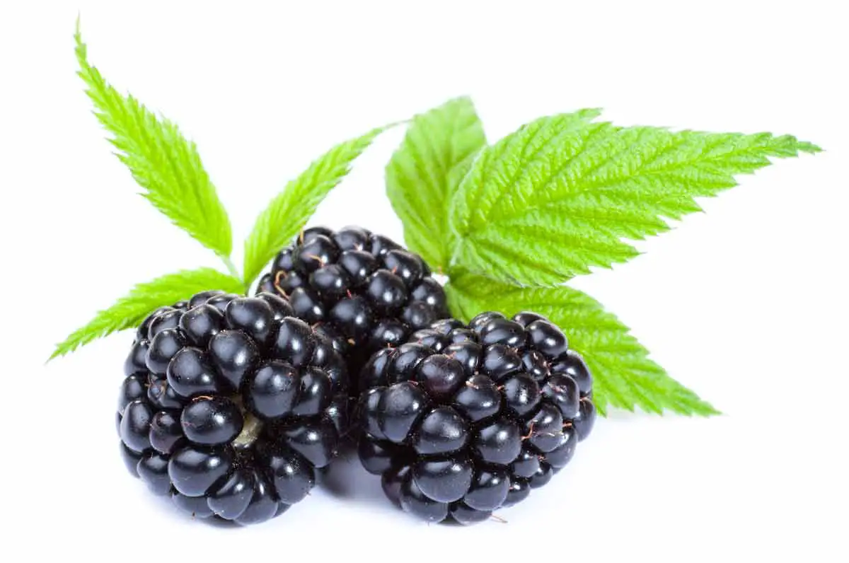 Can You Store Blackberries in the Freezer